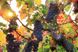 Ferienwohnung Riesling - Mainz-Lounge