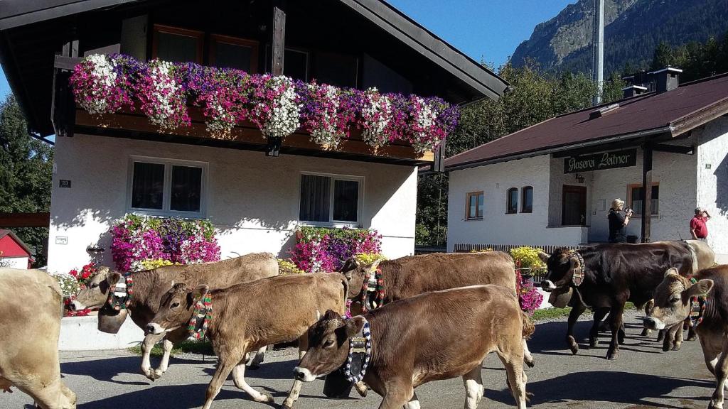 Ferienwohnung Schanzenblick Am Faltenbach 23 Scharl's Hüs, 87561 Oberstdorf