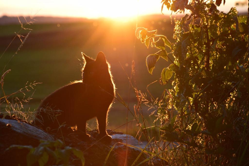 Ferienwohnung Sonnenaufgang Blitzer 1, 88279 Amtzell