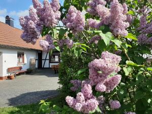 Appartement Ferienwohnung Ursula 18 Otto-Keidel-Straße 36115 Ehrenberg Hesse