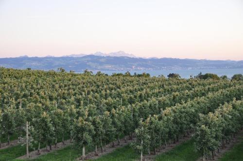 Ferienwohnung Weinbergblick