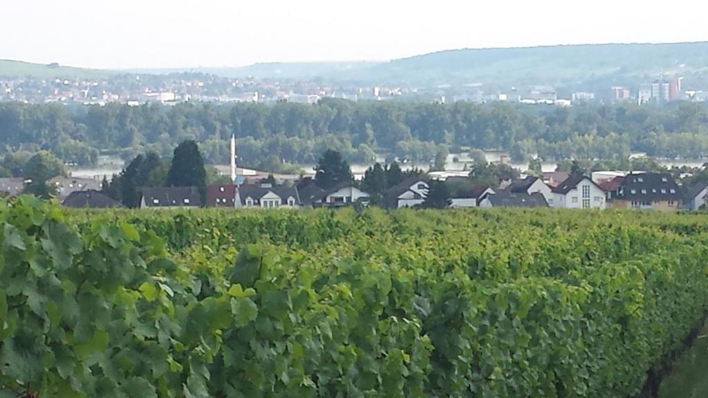 Ferienwohnung Weingut Leis Adolf-Kolping-Str.29, 65375 Oestrich-Winkel