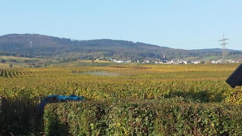 Ferienwohnung Weingut Leis