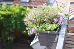 FeWo Elbdeichliebe