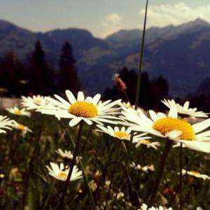 Fewo in Tiefenberg/ Allgäu