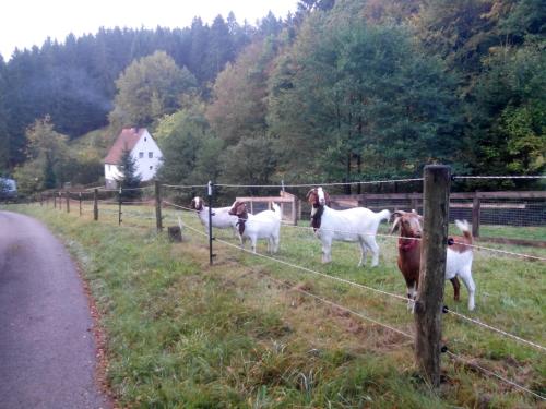 FeWo PacoHaus nähe Willingen Diemelsee