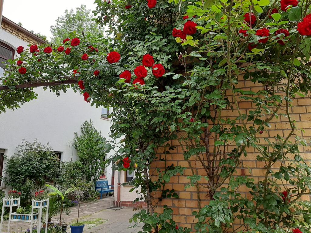 Appartement Fewo Rosenblüte am Stadtpark 6 Pfaffengasse 06886 Wittemberg