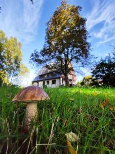 Fewo Schwalbennest im Hillehof