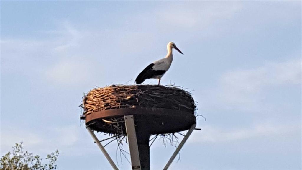 Fewo Storchennest Langenhals 4, 25377 Kollmar