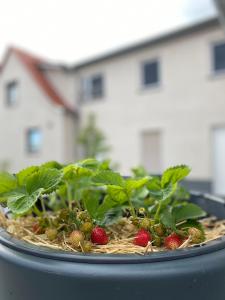 FeWo Sulzer Siedlung Erfurt \