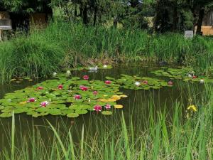 Froschkönig mit Teichblick