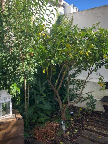 Garden Apartment