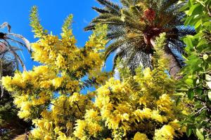 Garden Cap D'Antibes
