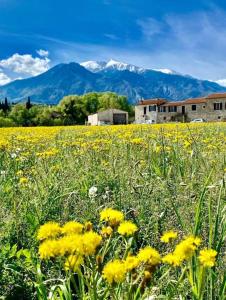 Appartement Gite Le Canigou 3* dans un Mas typique catalan 94 Route d'Eus 66500 Prades Languedoc-Roussillon