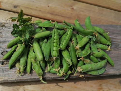 Gîte nature, cultivons le partage-RDC