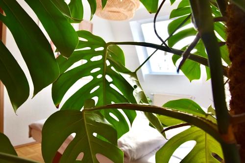 GreenBnBs: Cozy Urban Jungle in the City Centre
