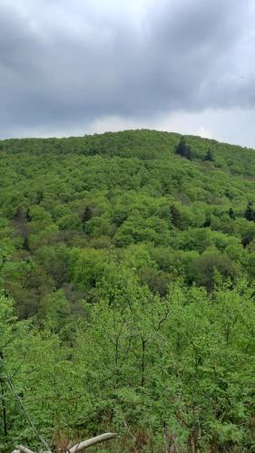 Grüne Glocke