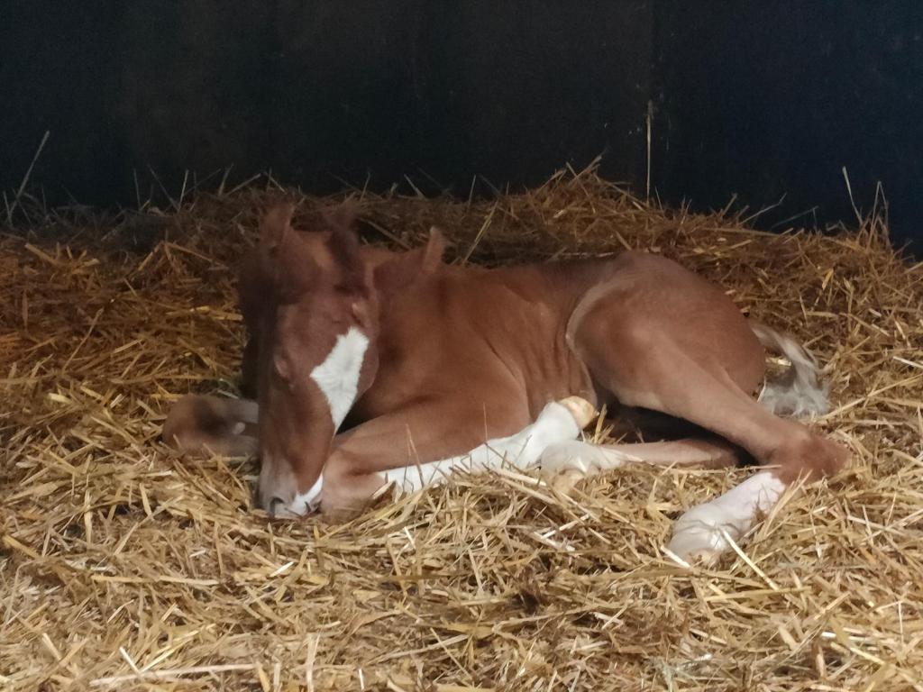 Haras des Buissonnets 3 Rue du Val Ferrant, 27330 Bois-Anzeray