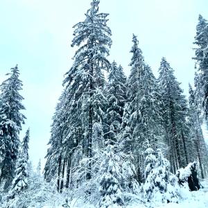 Harz is calling