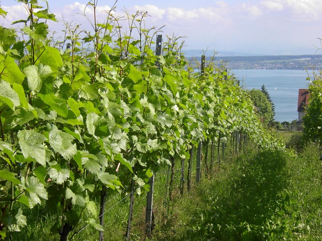 Haus Meersburg Garten 11 Obere Waldstraße, 88709 Meersburg