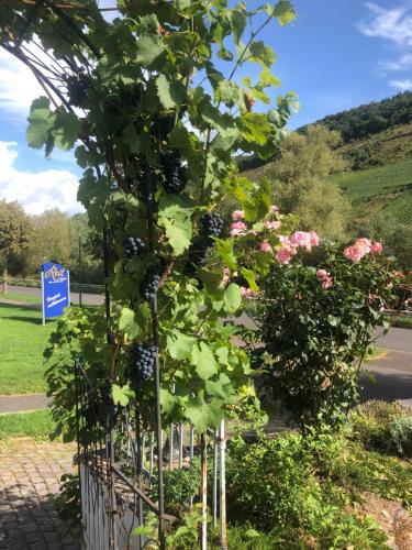 Haus Nummer 1, Moselblick