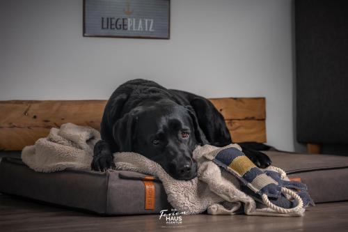 Idefix am Meer