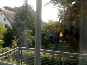 Kiefernblick