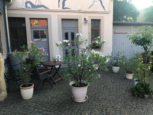 Kunstoase am blauen Haus