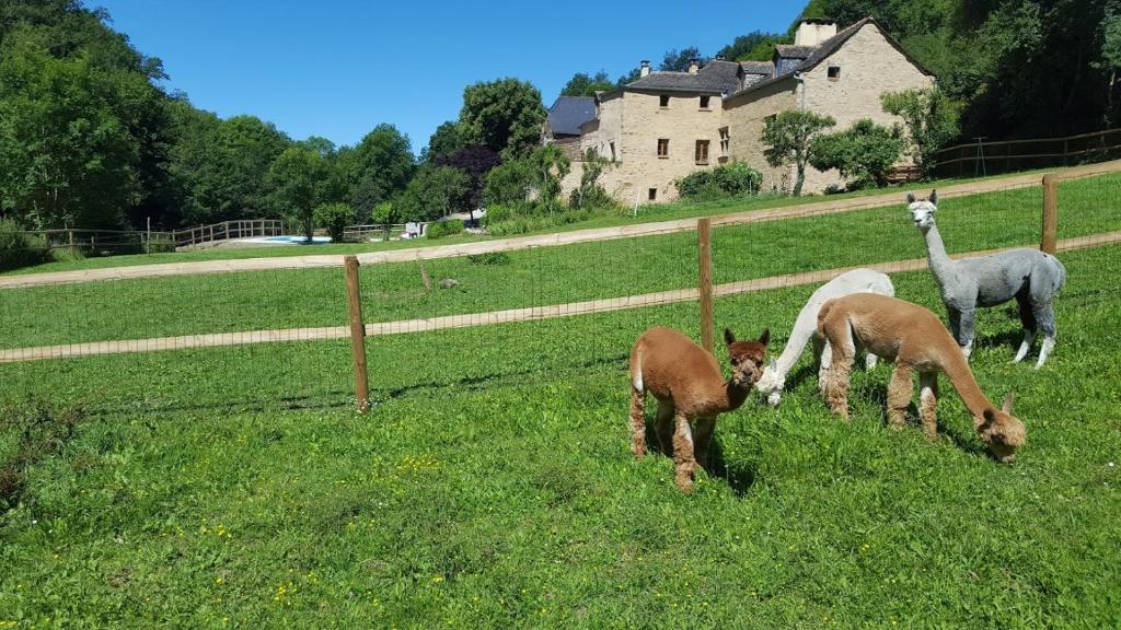 Appartement La Ferme des Andes - Gîte l'Atelier LA PRADE BASSE 12800 Quins