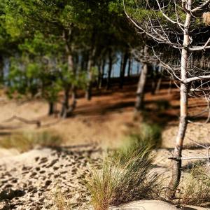 Le Cocon du Bosquet des Cigales