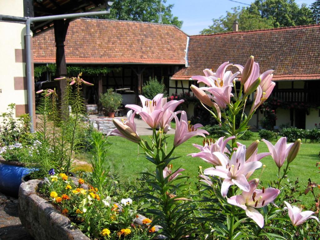 Appartement Le gîte des écureuils 26 Impasse des Cerisiers 67350 Schalkendorf