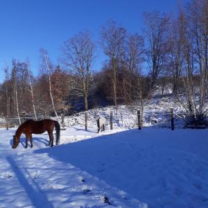 Le Gîte du Cheval Blanc