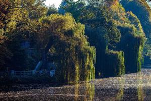 Le marronnier