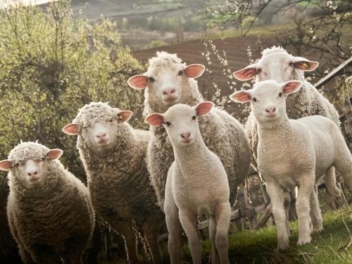 Le Mouton à 5 Pattes Aubagne-Cassis-Aix en Provence