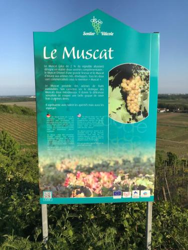 LE MUSCAT