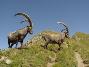les fenêtres du mont blanc