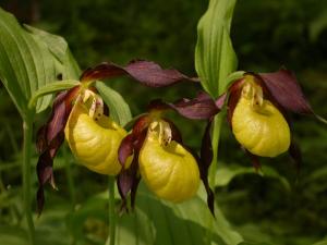 les Jéhans
