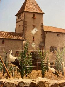 Les volets bleus