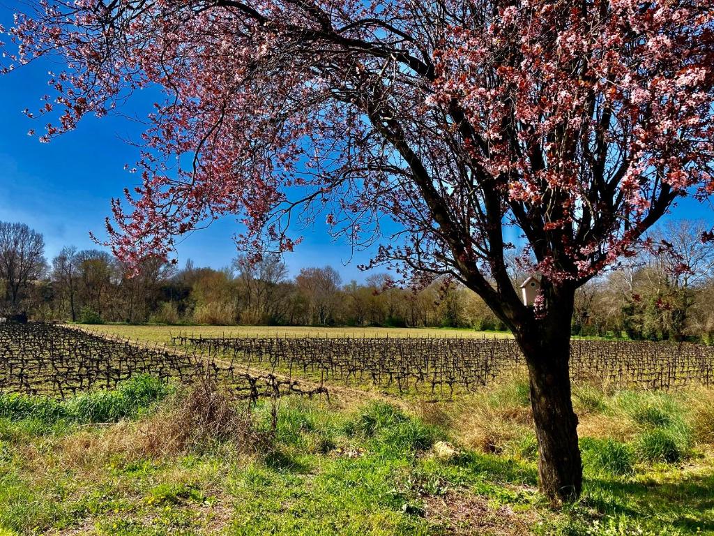 Appartement Lodging Gîte Au Milieu des Vignes & des Étoiles Route de Gignac. 34150 Saint-Jean-de-Fos