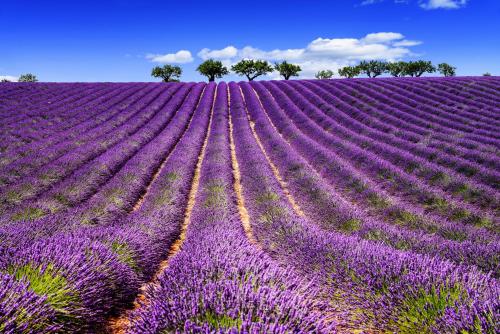 Mazet Provence