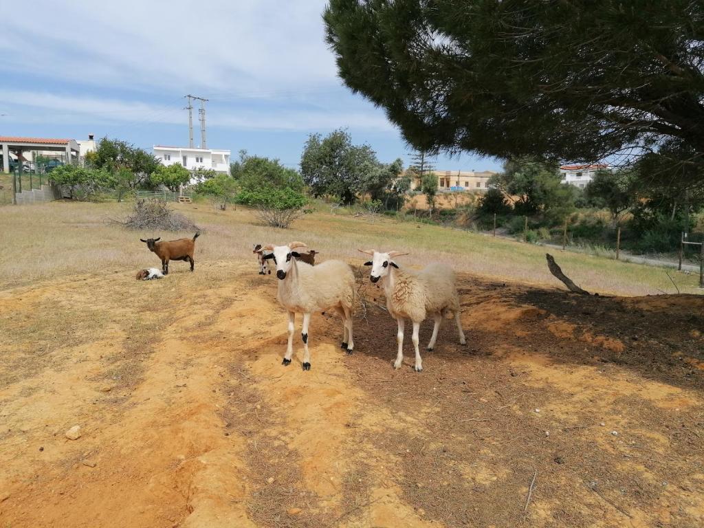 Monte da Churra 456 Estrada do Apeadeiro, 8200-389 Albufeira