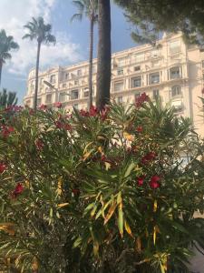 New | Luxury Apartment in Palais Miramar
