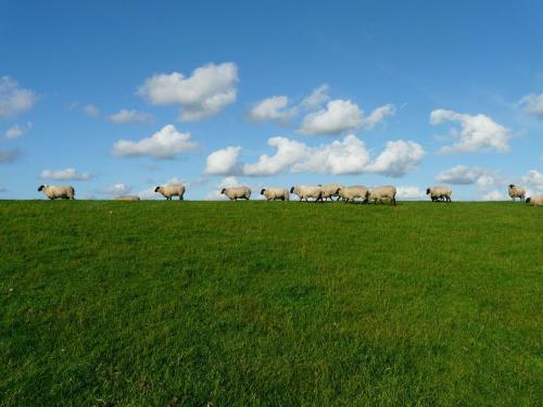 Nordsee Ferienwohnung Nord
