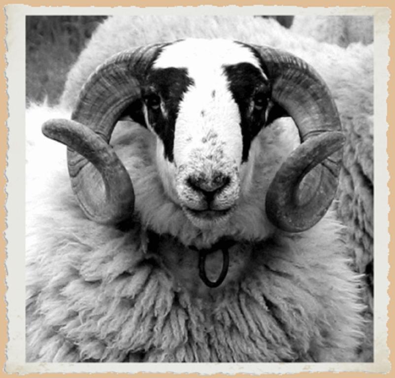 Ohm