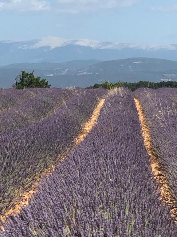 Appartement Provence Luberon Bonnieux location gite chez Marcelle 6 Rue Raspail 84480 Bonnieux