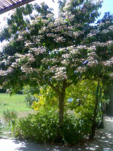 PROVENCE, SOLEIL ET LUBERON !!! Coin jardin 3 Lits 2 Chambres 80 m2