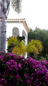 Queen Palm