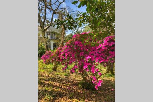Quinta biológica, com vista, na Serra de Sintra
