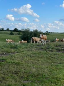 Radlerzimmer mit Duschbad und Miniküche in Neu Gaarz, mitten in der Natur