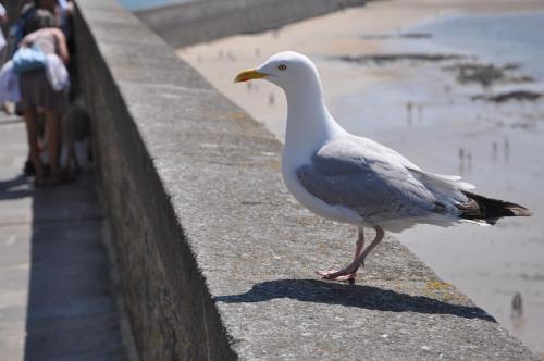 Saint Malo Solidor vue mer BRECEL 1